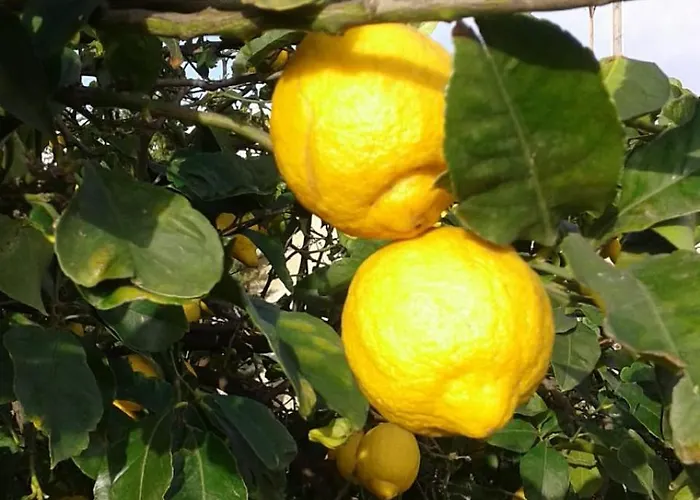Lumie Di Sicilia