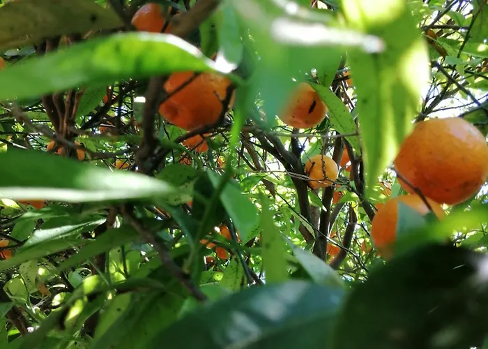 Lumie Di Sicilia